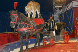 Circo Martin: Sequestrati tutti gli animali article-post