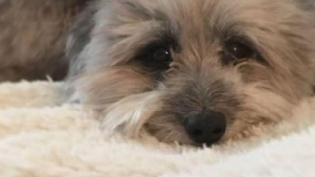 Salvataggio spettacolare di una cagnolina article-post