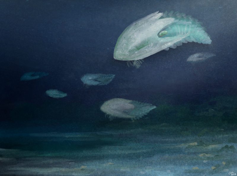Cambroraster: una nuova specie di predatore vissuta nel Cambriano article-post
