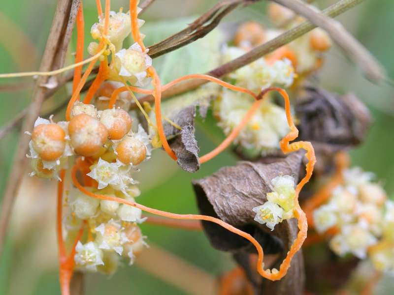 Cuscuta: la pianta parassita che “ruba” il DNA article-post