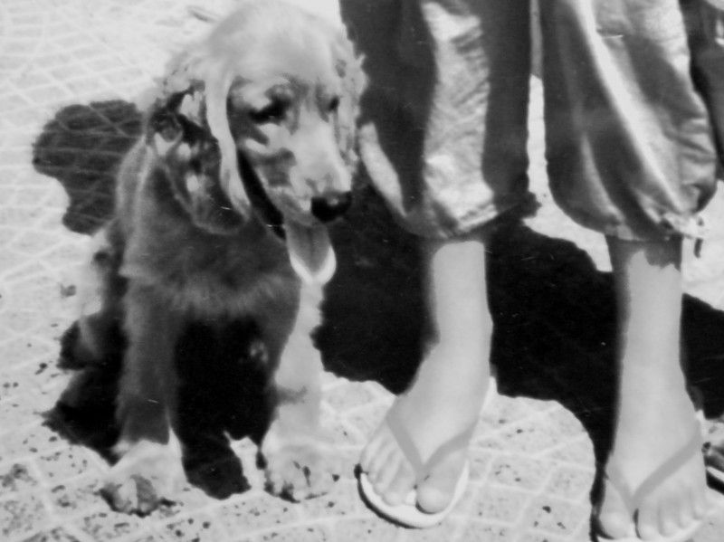 Il problema dell’ estate: l’ abbandono degli animali article-post