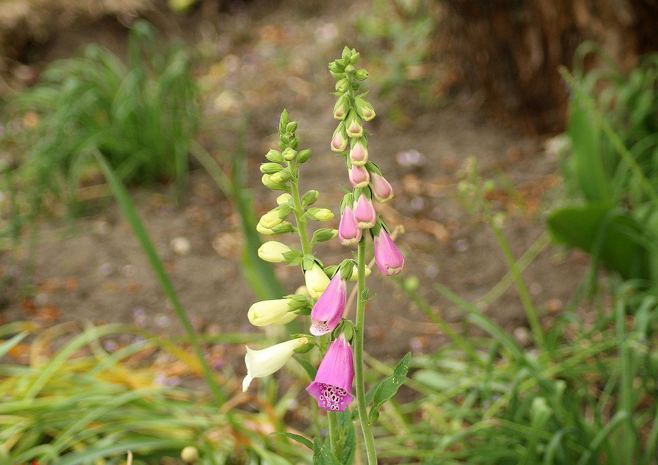 La digitale: cenni botanici, utilizzo, intossicazione article-post