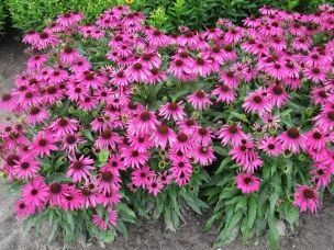 L’Echinacea: pianta originaria dell’America article-post
