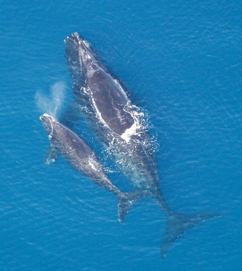 Balene: madre e figlio bisbigliano per evitare i predatori article-post