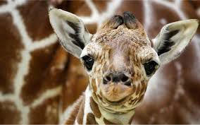 Marius … una giraffa che ”non serviva”!!!! article-post