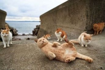 Tashirojima, l’isola del Giappone dove i gatti sono più degli “umani” article-post