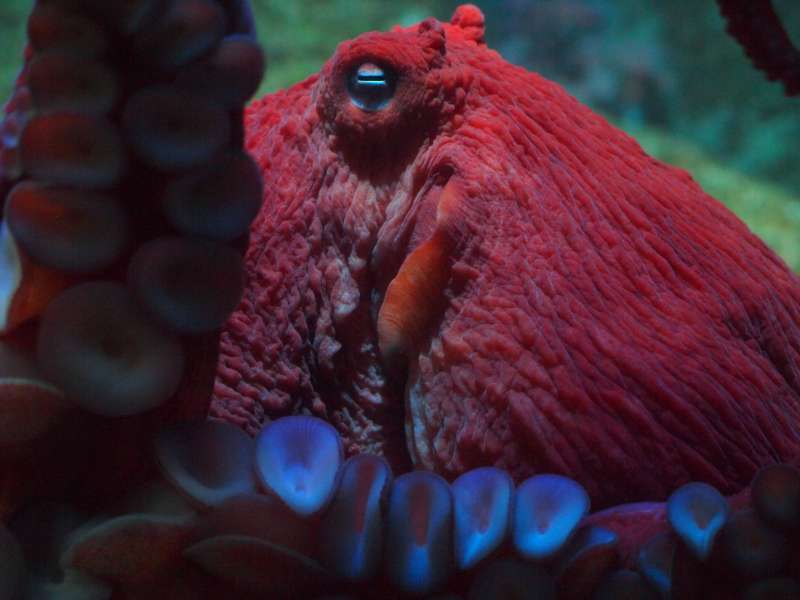 Il polpo: otto tentacoli “senza cervello” article-post