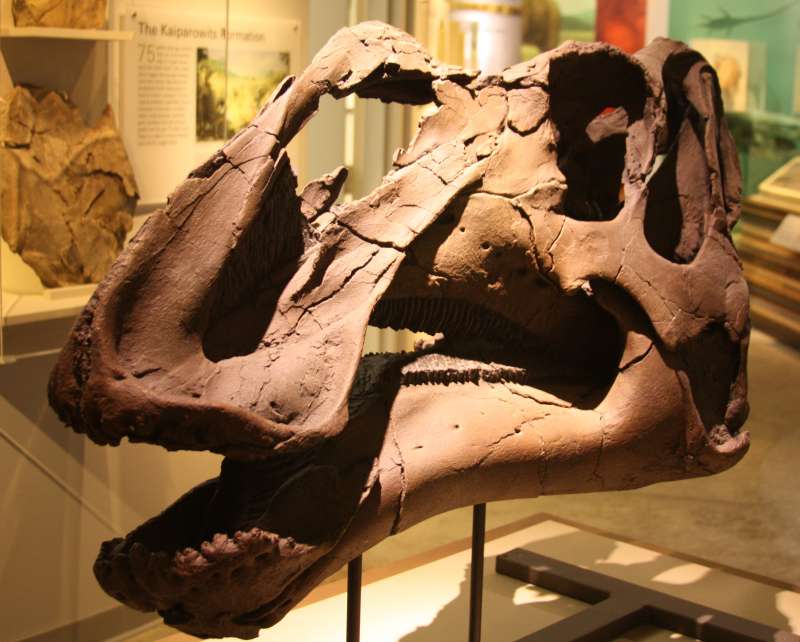 Aquilarhinus: una nuova specie di dinosauro a becco d’anatra article-post