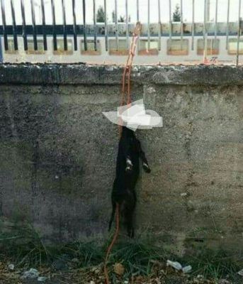 Calabria – Nuovo caso di violenza sugli animali. article-post