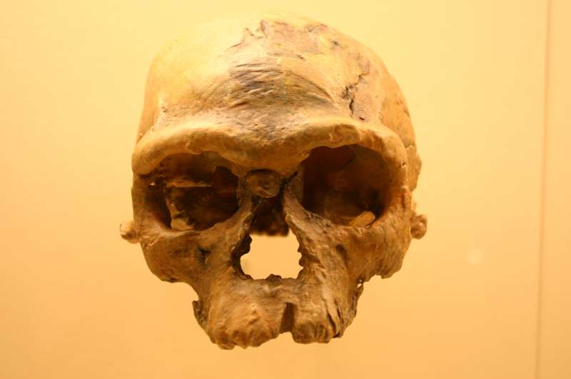 Homo sapiens: scoperti i più antichi resti fuori dall’Africa article-post