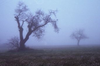 La nebbia: non solo un fenomeno meteorologico article-post