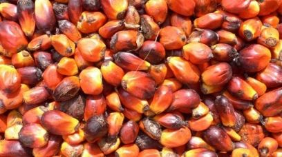 Olio di palma: il pomo della discordia article-post