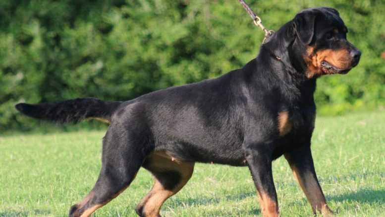 Nettuno: 17enne aggredita dai suoi 4 rottweiler article-post
