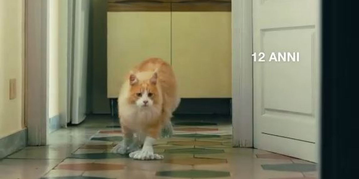 Animalisti, una pubblicità di Poste Italiane “istiga a mangiare i gatti” article-post