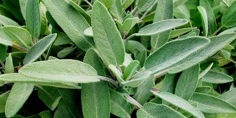 Salvia: proprietà e benefici article-post