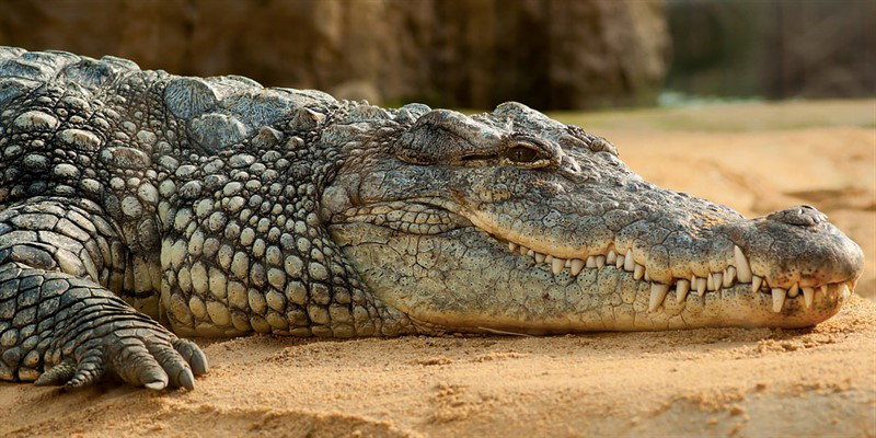 Allarme nel Nuorese, un coccodrillo è fuggito dal circo article-post