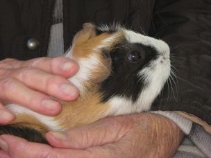 Roma: percorsi emozionali ed empatici nella relazione con gli animali article-post