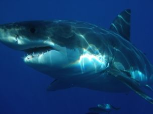Australia: surfista gravemente ferito dall’attacco di uno squalo article-post