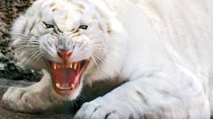”Video” Tragedia in India: ragazzo sbranato da tigre bianca allo zoo article-post