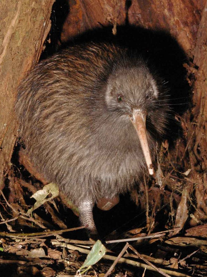 Nuova Zelanda: perduti 50 milioni di anni di biodiversità article-post