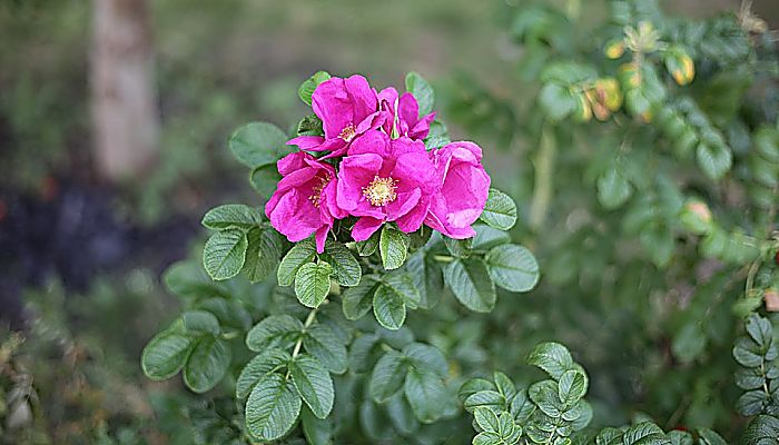Olio di Rosa Mosqueta, proprietà, usi e benefici article-post