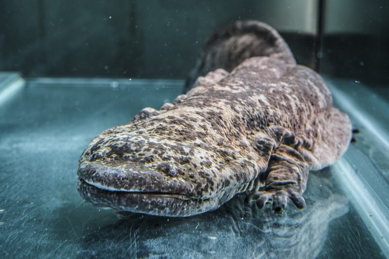 Qual è la più grande salamandra del mondo? Rischia l’estinzione article-post