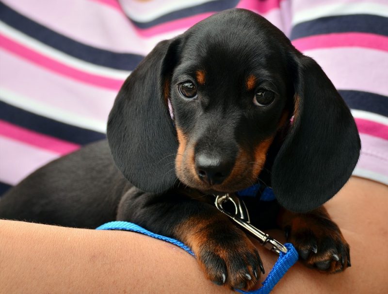 Alimentazione del cane: cosa è importante sapere? article-post