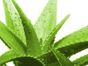 L’aloe:pianta originaria dell’Africa Centrale article-post
