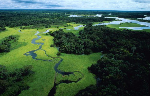 Gli alberi in Amazzonia si producono la pioggia da soli article-post