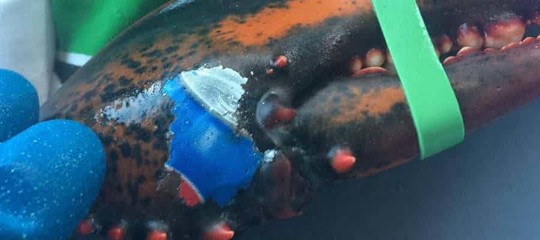 Mistero dell’aragosta, su una chela ha impresso il logo della Pepsi article-post
