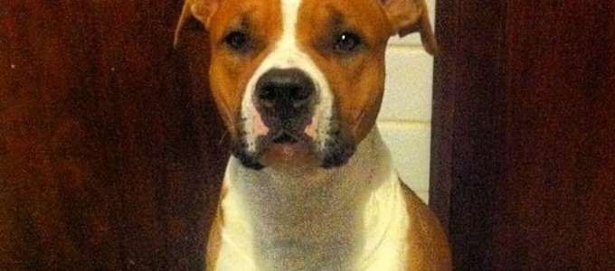 Ritrovato il cadavere di Ares, il cane rapito il 21 giugno scorso a Perugia article-post