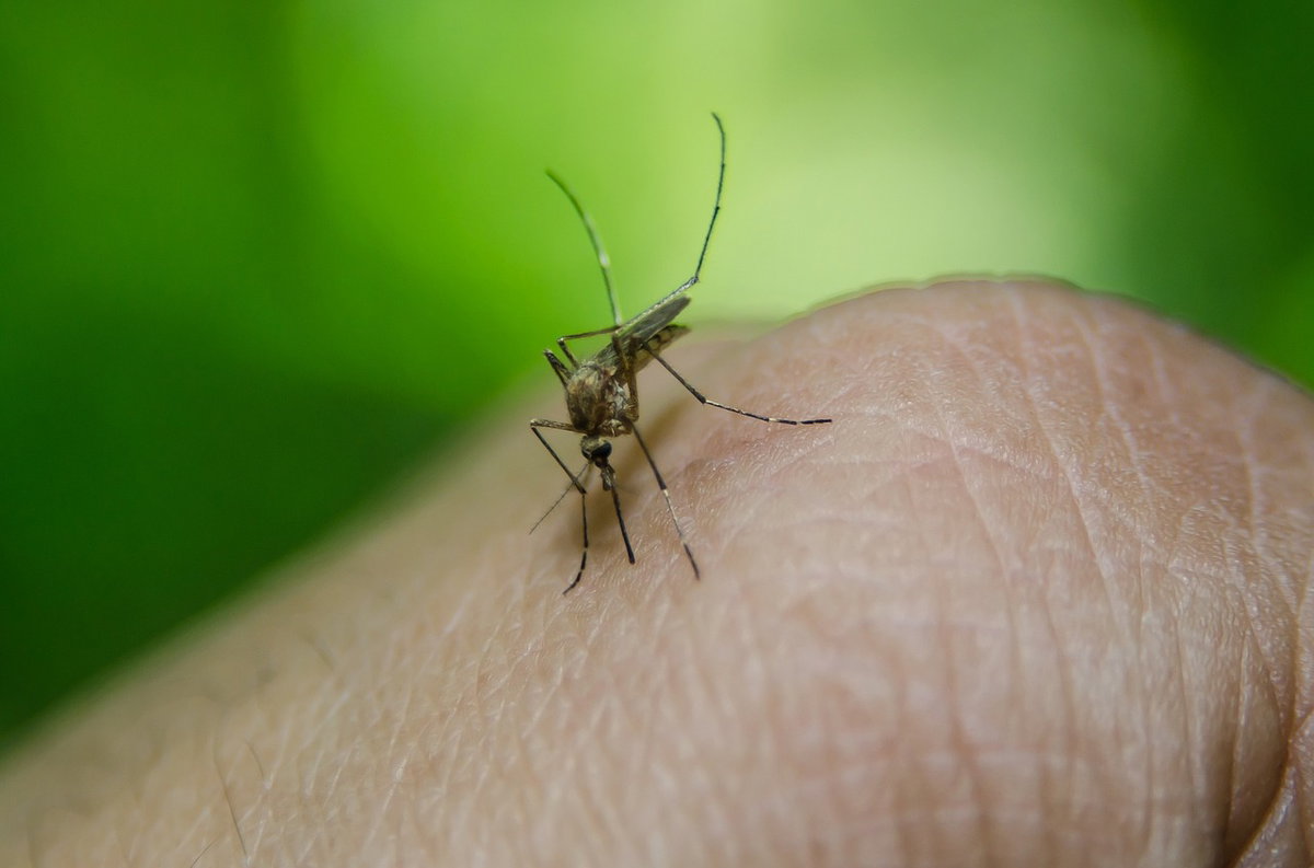Zanzare, perchè pungono? I rimedi naturali per tenerle lontano da casa article-post