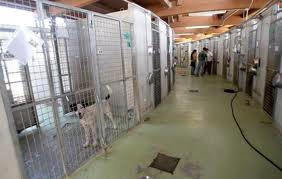 Canili comunali capitolini: le associazioni animaliste evidenziano il pericolo di una “situazione fuori controllo” article-post