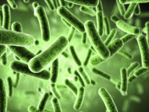 Candida: ospite abituale dell’intestino article-post