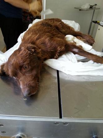 Messina: cane abbandonato in una discarica article-post