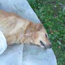 Cane avvelenato a Iseo (BS) : sigilli al parco delle rimembranze article-post