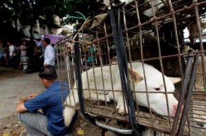 Cina: a Yulin anche quest’anno il festival dei cani per il solstizio d’estate article-post