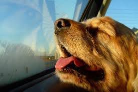 Cane lasciato per una notte in auto: il proprietario rischia il linciaggio article-post