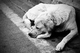 Si avvicinano le vacanze: NO all’abbandono dei nostri Amici Animali article-post