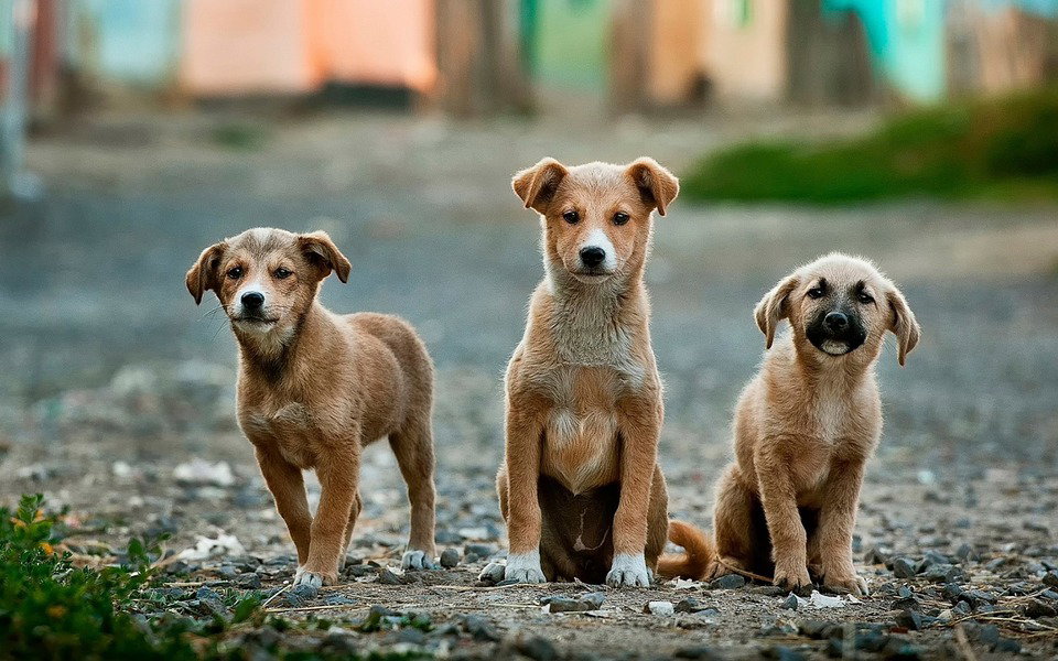 Nomi per cani maschi e cani femmine article-post