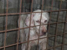 37 animali scampati alla morte article-post