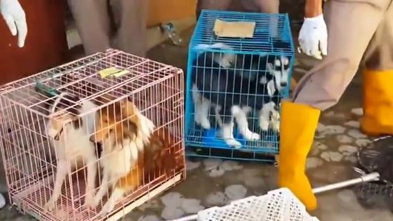 Indonesia: la rabbia si cura eliminando direttamente i cani infetti article-post