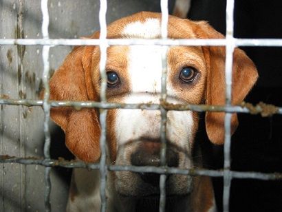 Cina: Festival della carne del cane e del gatto article-post