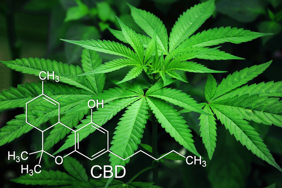 Gran Bretagna: cannabis ad uso medico è legale article-post