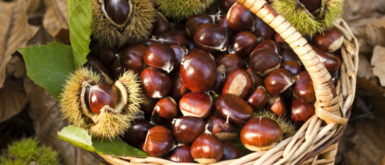 Castagne: calorie, valori nutrizionali e benefici article-post