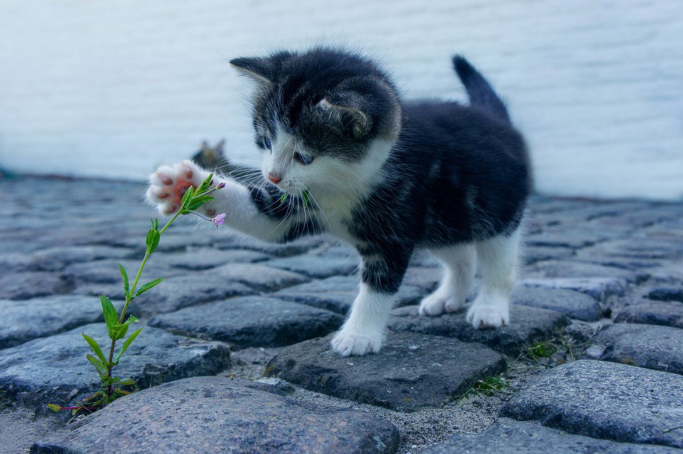La città dei gatti 2025. Mostra e incontri dedicati alla cultura felina article-post