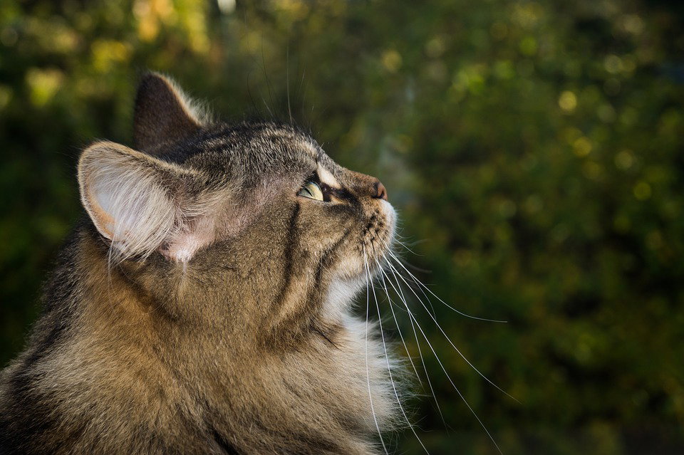 Il gatto delle foreste norvegesi: curiosità e caratteristiche article-post