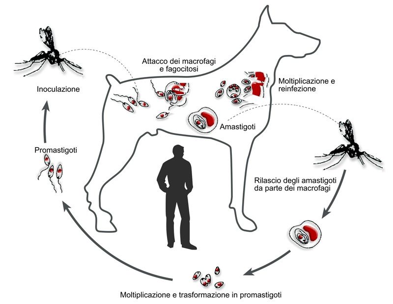 La Leishmaniosi: una malattia insidiosa per il cane article-post