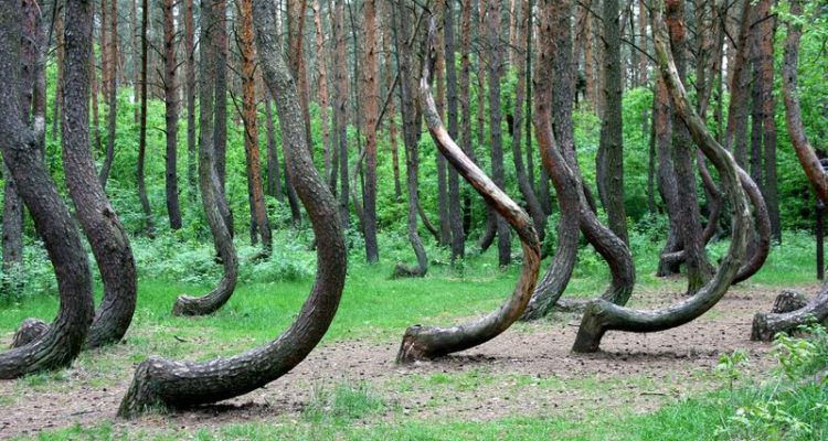 Il segreto della misteriosa foresta di crooked article-post