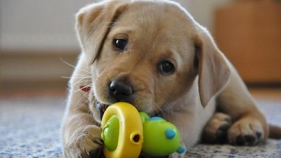 Un cucciolo in famiglia? Ecco come comportarsi article-post